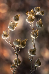 Close-up of plant