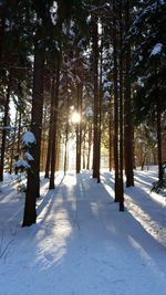 Trees on snow covered field in forest