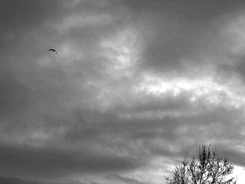 Low angle view of bird flying against sky