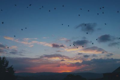 Silhouette birds flying in sky during sunset