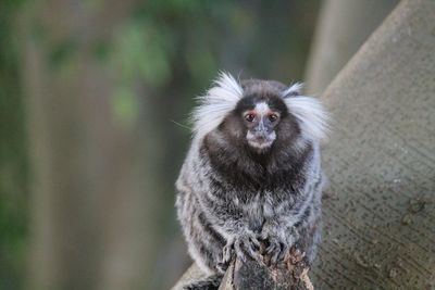 Portrait of cotton-top tamarin