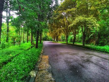 Road passing through forest