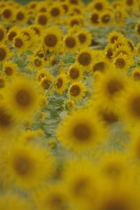 Full frame shot of yellow flowering plant