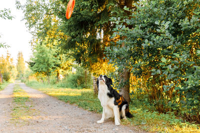 Dog running on field