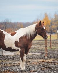 Close-up of horse standing on field against sky