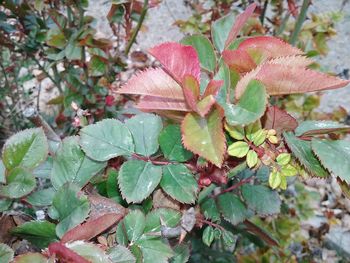 Close-up of leaves