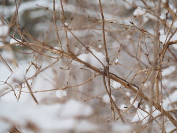 Close-up of dried plant