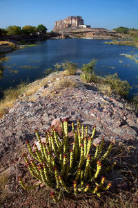 Cactus plants by lake against sky on sunny day