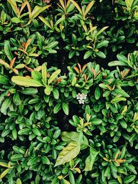 High angle view of plants