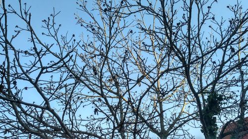 Low angle view of tree against sky