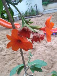 Close-up of red flowering plant