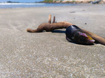 Close-up of crab on sand at beach