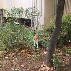 Cat by plants