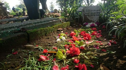 Close-up of red flowering plants in cemetery