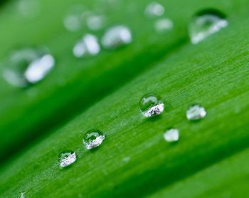 Close-up of wet green leaf