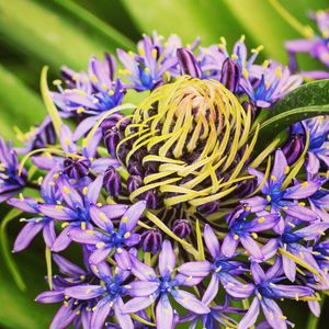 Close-up of purple flowers blooming outdoors