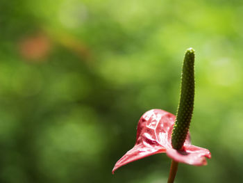 Close-up of red flower bud