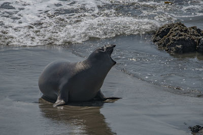 View of horse in sea