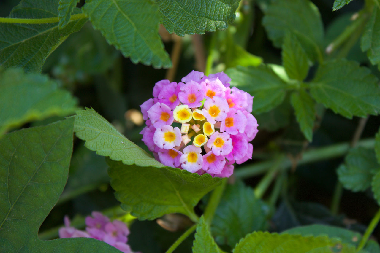 CLOSE-UP OF FRESH PINK FLOWER BLOOMING IN PARK