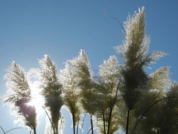 Low angle view of palm trees against clear blue sky