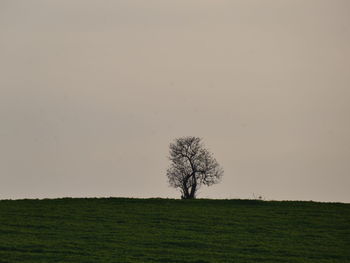 Tree on field against clear sky