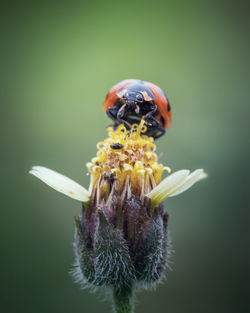 Close-up of honey bee on purple flower