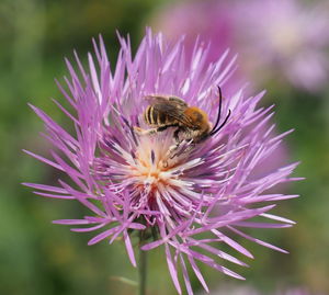 Close-up of bee pollinating on purple flower