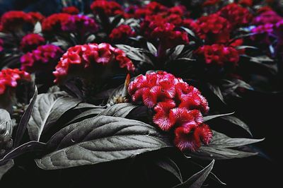 Close-up of red flowers