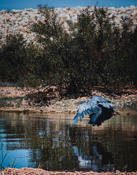 Bird flying over lake