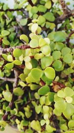 Close-up of fruit growing on tree