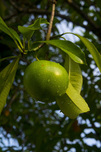 Close-up of fruit on tree