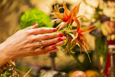 Close-up of hand holding red flowering plant