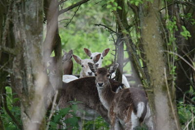 Deer in forest