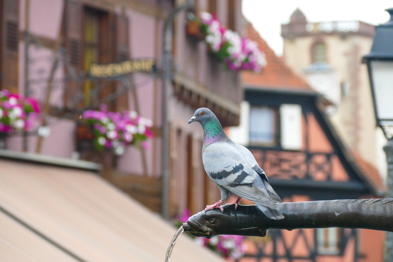 bird, animal themes, vertebrate, animal, perching, focus on foreground, animal wildlife, one animal, animals in the wild, built structure, building exterior, architecture, day, building, no people, outdoors, pigeon, railing, close-up, metal, roof tile