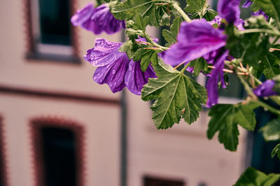 Close-up of purple flowering plant