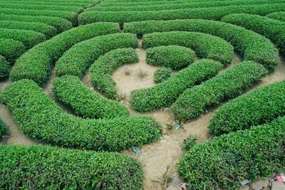 Tea plantation in vietnam with unique shape