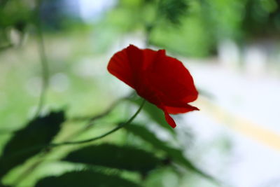 Close-up of red flower