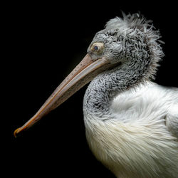 Close-up of pelican