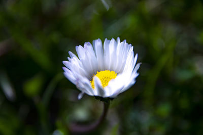 Close-up of white flowering plant