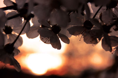 Close-up of flowering plant against sky during sunset