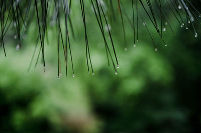 Close-up of raindrops on pine tree