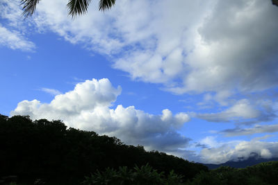 Low angle view of trees against sky