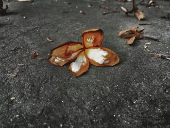 Close-up of dry autumn leaves on ground