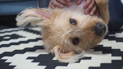 Close-up of dog on hand