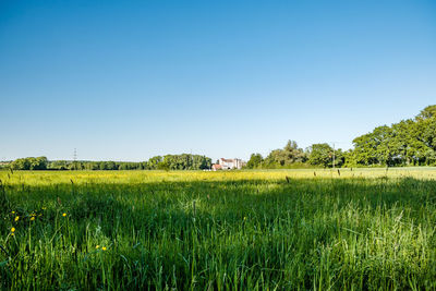 Scenic view of agricultural field against clear sky