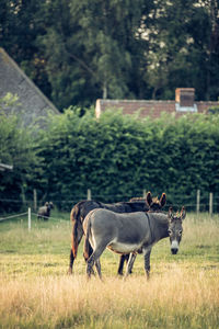 Horses in a field