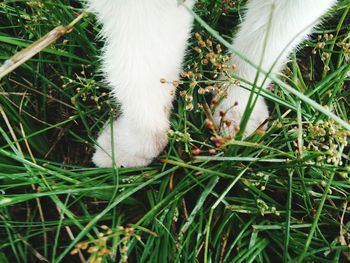 View of a cat looking away