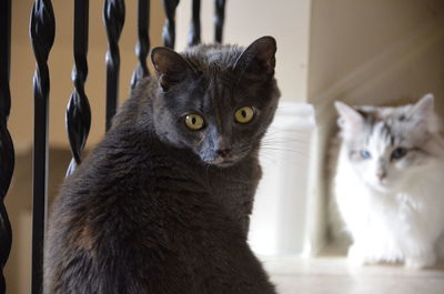 Close-up portrait of a cat