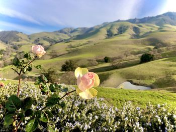 Scenic view of flowering plants on field against sky