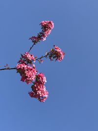 Low angle view of pink flowering tree against clear blue sky